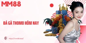 đá gà thomo hôm nay