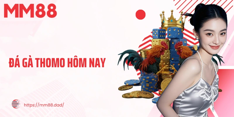 đá gà thomo hôm nay