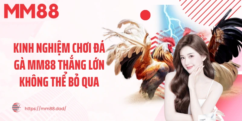 Kinh nghiệm chơi đá gà MM88 thắng lớn không thể bỏ qua