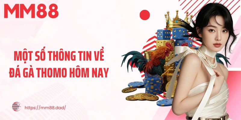 Một số thông tin về đá gà Thomo hôm nay