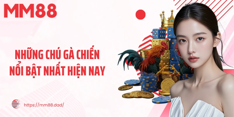 Những chú gà chiến nổi bật nhất hiện nay