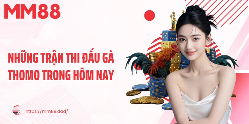 Những trận thi đấu gà Thomo trong hôm nay